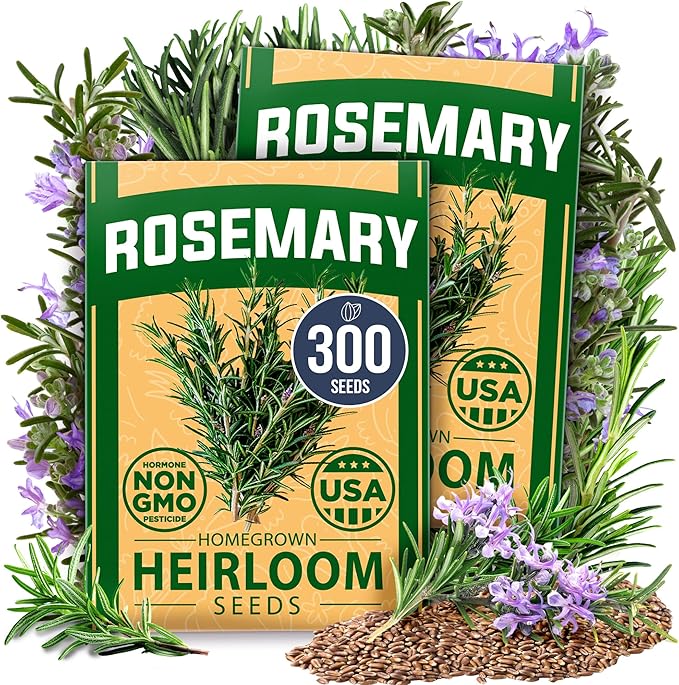 HOME GROWN Rosemary Seeds Pack - 300 High Germinating 𝗡𝗢𝗡-𝗚𝗠𝗢, 𝗨𝗦𝗔-𝗦𝗢𝗨𝗥𝗖𝗘𝗗 Heirloom Herb Seeds for Planting in Indoor or Outdoor Herb Gardens (Salvia rosmarinus)-VerdiqueGarden