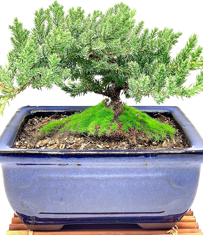 Live Dwarf Juniper Bonsai Tree 7 Year Old with Hand-Made Bamboo Stand | Juniper or Jade Bonsai Tree | Indoor/Outdoor | 100% Handcrafted| Home and Office Décor | Best Gift for Holiday-VerdiqueGarden